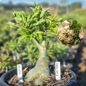 0503 47 Baobá Baby Green Elf 2 - Viveiro