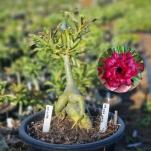 0503 48 Baobá Baby Ha Nee Nate - Viveiro