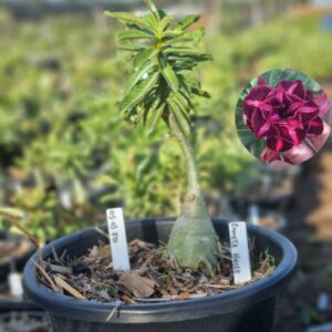 0503 50 Baobá Baby Cometa Harley - Viveiro