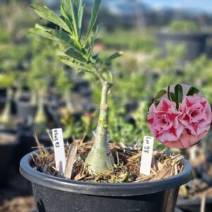 0503 41 Baobá Baby LM 98 - Viveiro