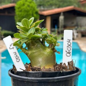 0603 04 Arabicum Odin f3