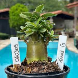 0603 05 Arabicum Tanos f3