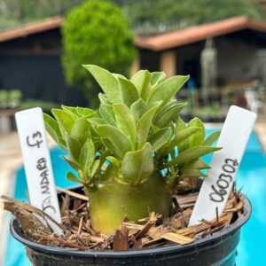 0603 02 Arabicum Jamdara F3 - (Vitrine)