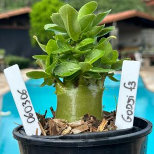 0603 06 Arabicum Godji F3