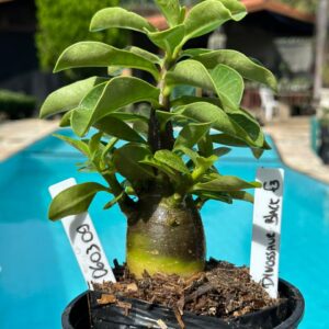 0603 09 Arabicum Dinossaur Black F3