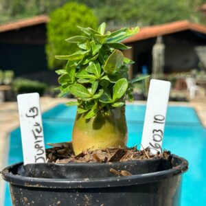 0603 10 Arabicum Jupiter  F3