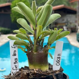 0603 11 Arabicum Fat Boy Red F3