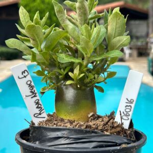 0603 16 Arabicum Rubro Negro  F3