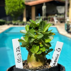 0603 22 Arabicum Spartacus F3