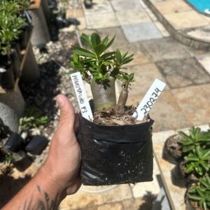 2302 74 Arabicum Minotauro F3