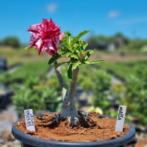 0903 03 Baobá Baby Malta Leilão - Viveiro