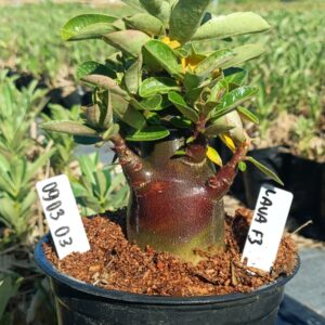 0903 03 Arabicum Lava Red F3