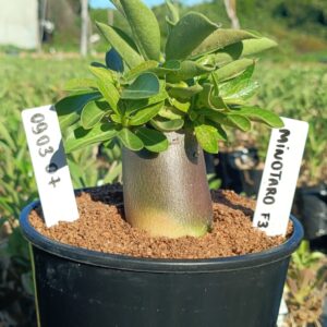 0903 07 Arabicum Minotauro F3