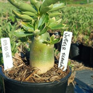 0903 08 Arabicum Júpiter Tigrado F3