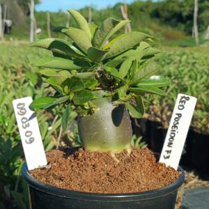 0903 09 Arabicum Poseidon Red  F3