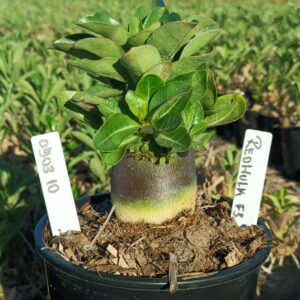 0903 10 Arabicum Hulk Red  F3