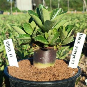 0903 11 Arabicum Popeye Black  F3