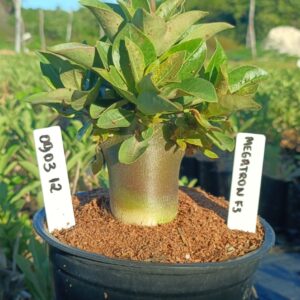 0903 12 Arabicum Megatron F3