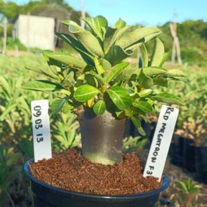 0903 13 Arabicum Megatron Red F3