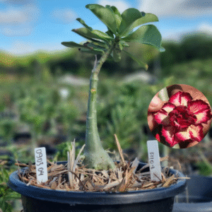 0903 04 Baobá Baby Filó 2