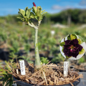 0903 06 Baobá Baby Céu Estrelado Variegata