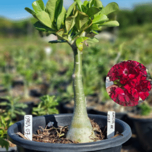 0903 07 Baobá Baby Amor de Mãe