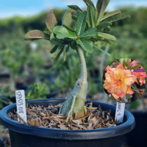 0903 08 Baobá Baby Dunhuang 2