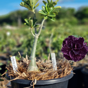 0903 09 Baobá Baby Céu Estrelado