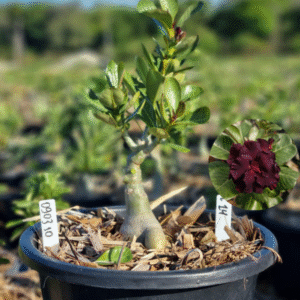 0903 10 Baobá Baby L14