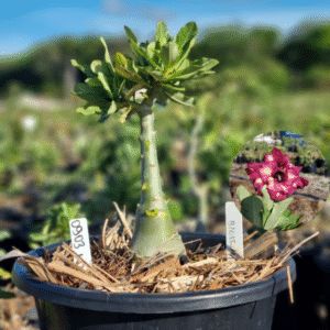 0903 11 Baobá Baby Blosson