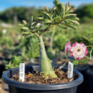 0903 14 Baobá Baby Artemisia