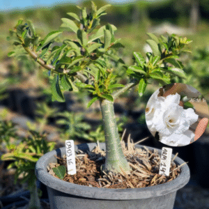 0903 16 Baobá Baby ARM 14