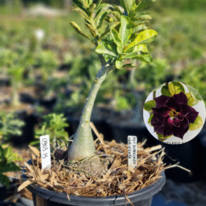 0903 15 Baobá Baby Céu Estrelado Variegata