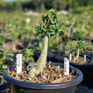 0903 17 Baobá Baby Bodhidharme