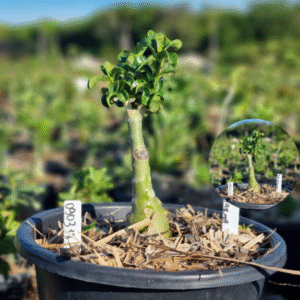 0903 18 Baobá Baby Bodhidharme