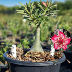 0903 19 Baobá Baby Maracujá