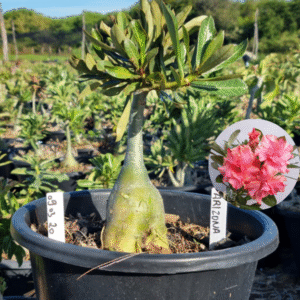 0903 20 Baobá Baby Arizona