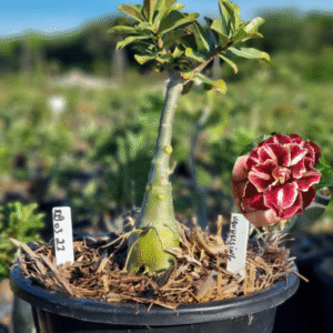 0903 21 Baobá Baby Van Helsing