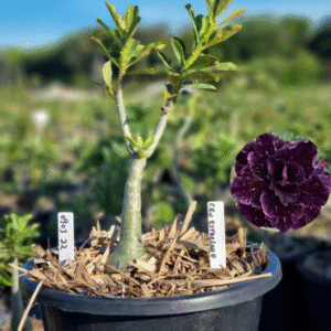 0903 22 Baobá Baby Céu Estrelado