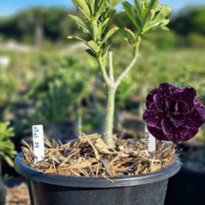 0903 24 Baobá Baby Céu Estrelado