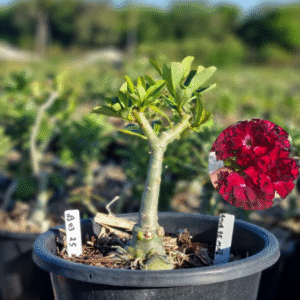 0903 25 Baobá Baby Amor de Mae