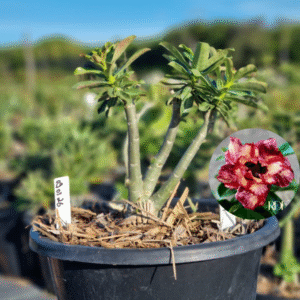 0903 26 Baobá Baby Chocolate Ice Cream