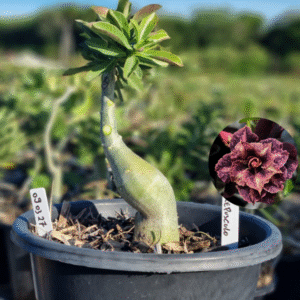 0903 27 Baobá Baby Crepusculo