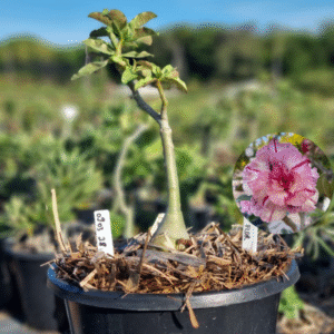 0903 28 Baobá Baby Maria Flor