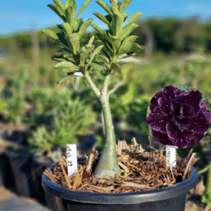 0903 29 Baobá Baby Céu Estrelado