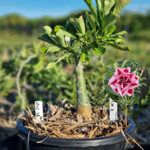 0903 31 Baobá Baby LM 2