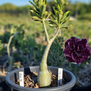 0903 32 Baobá Baby Céu Estrelado