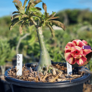 0903 35 Baobá Baby Chocolate