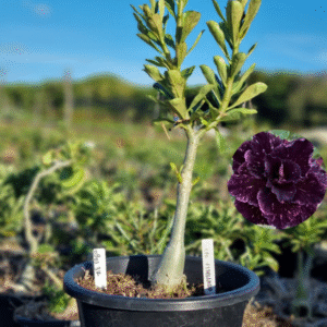 0903 37 Baobá Baby Céu Estrelado