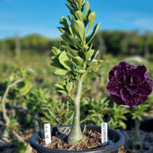 0903 38 Baobá Baby Céu Estrelado